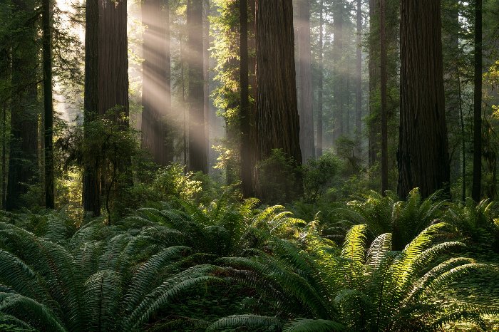 Cathedral Grove