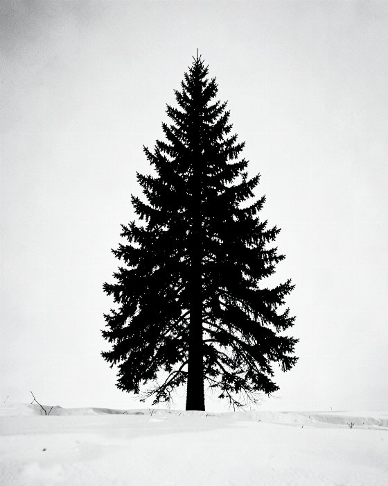 Spruce Solitude