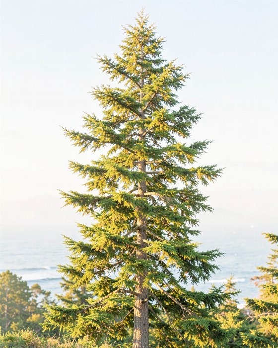 Cedar Light