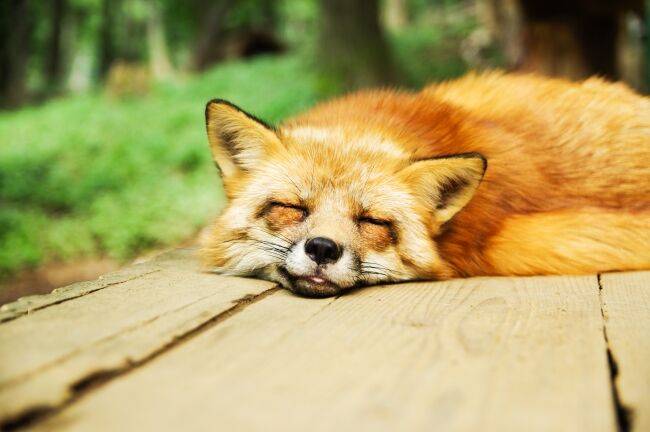 Fox Sleeping