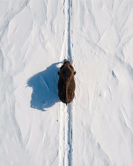 Snow Plough