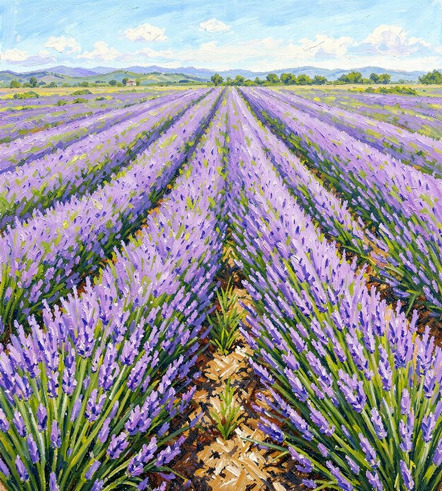 Lavender Rows II