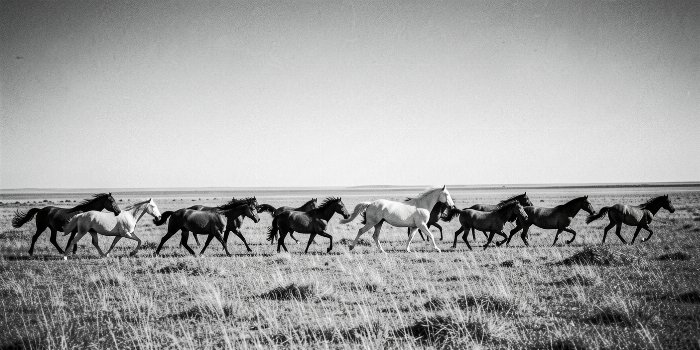 Wild Run