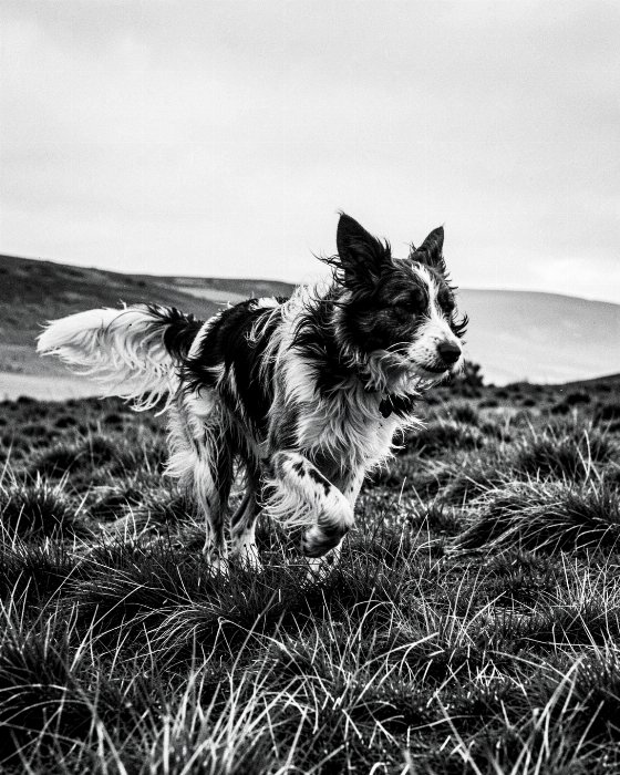 Moor Stride