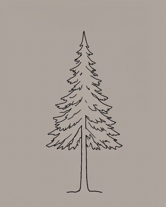 Douglas Fir