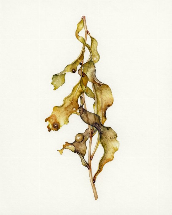 Olive Frond