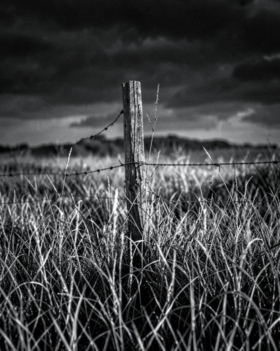 Wire And Grass