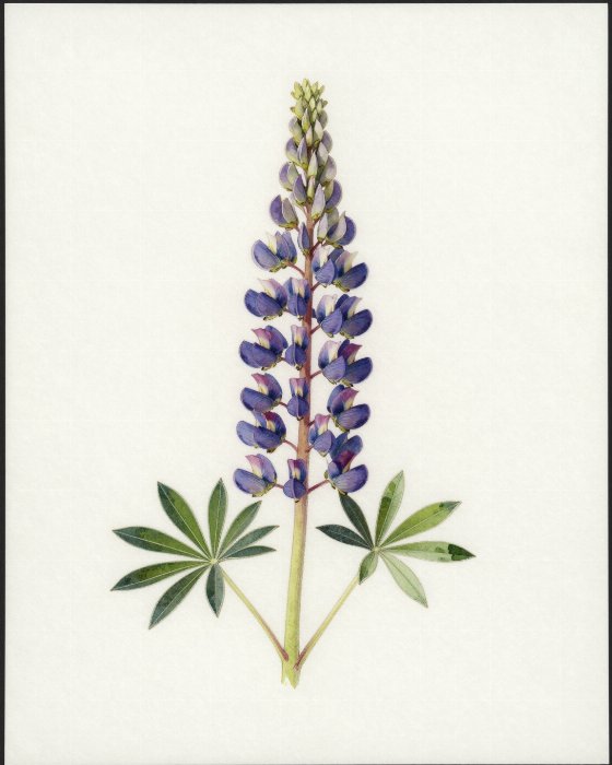 Lupine Study