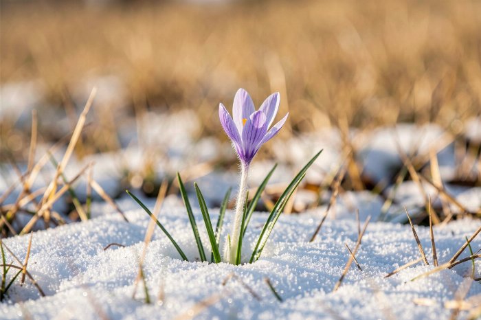 Snow Crocus