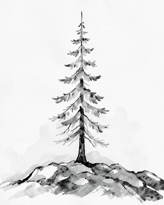 Shield Spruce
