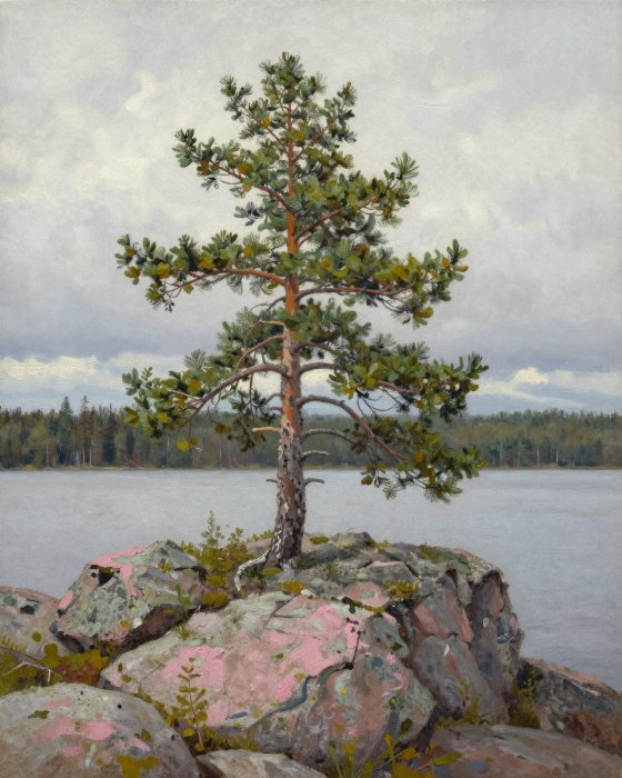 Killarney Pine