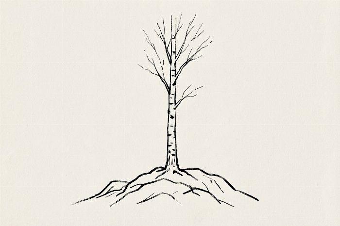 Birch On Stone