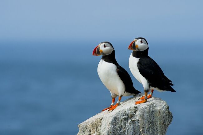 Atlantic Puffins