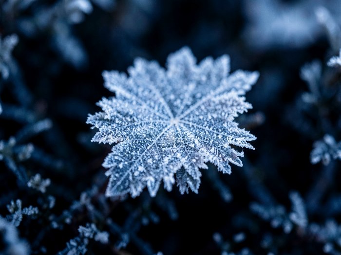 Frost Edge II