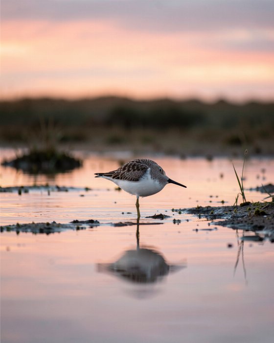Dusk Wader