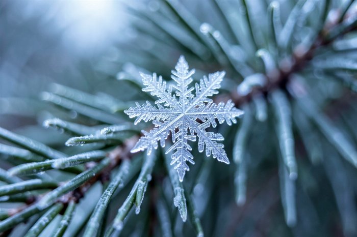 Frost Star