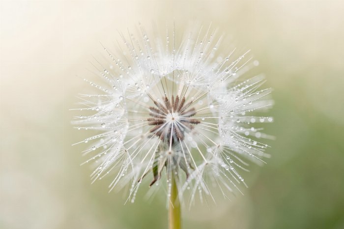 Dewlit Dandelion