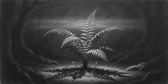 Fern Study