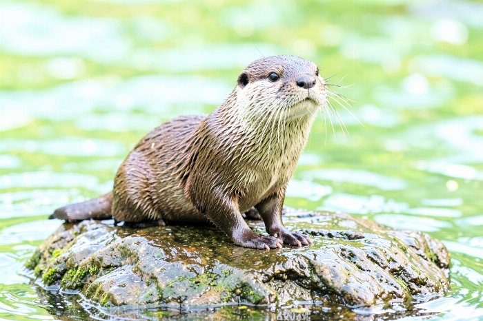 River Otter
