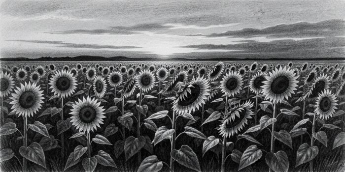 Field at Dusk