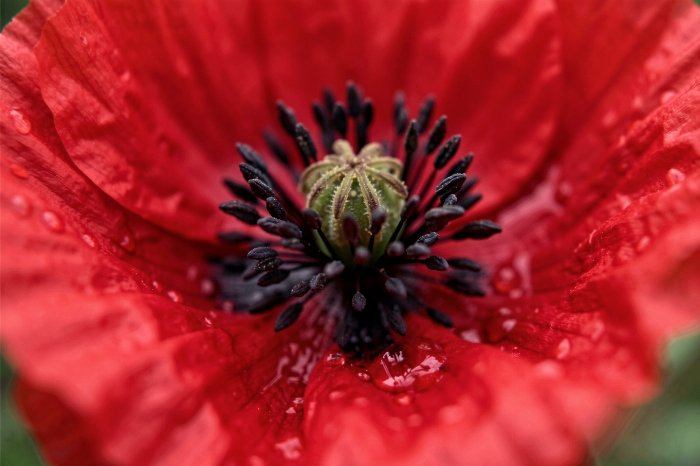 Poppy Macro