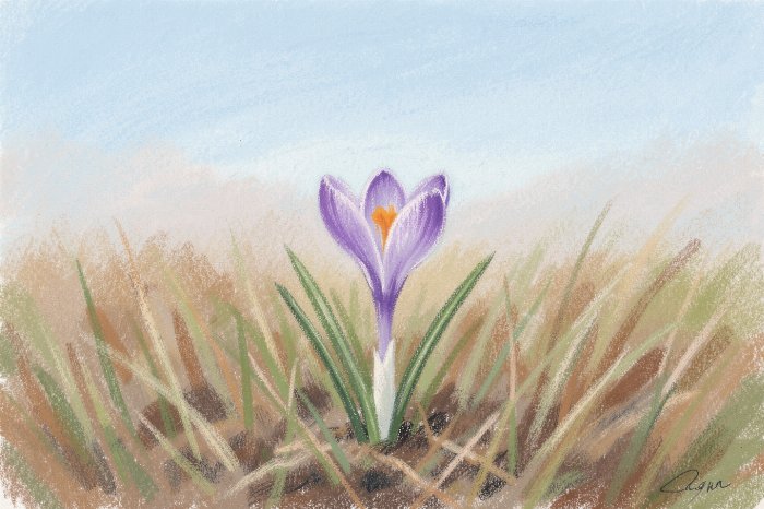 Prairie Crocus