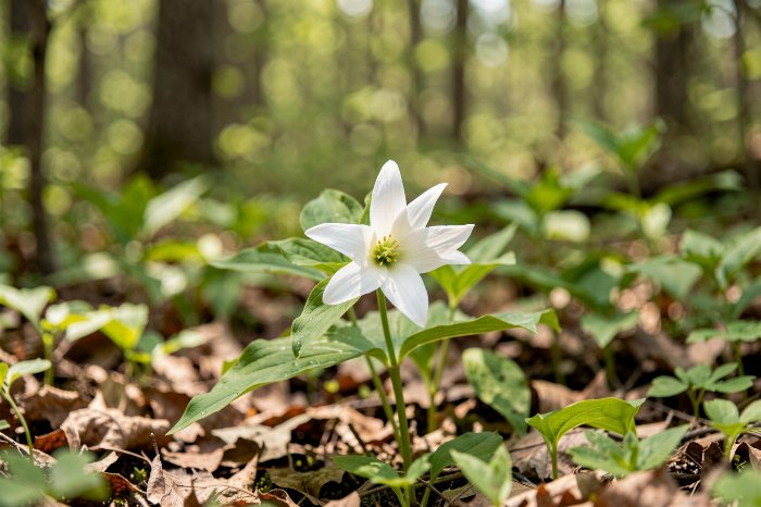 Trillium Light