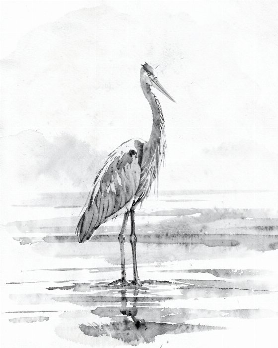 Grey Heron