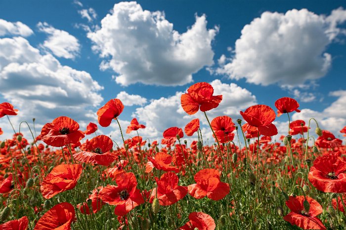 Poppy Summer