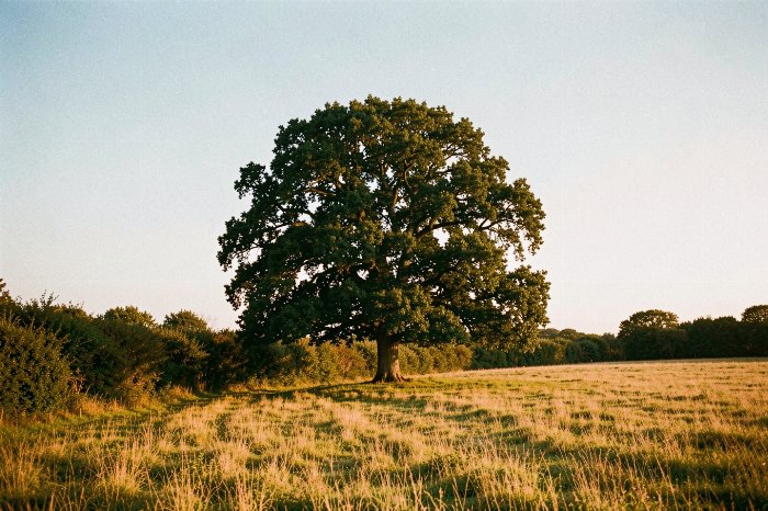 Hedgerow Oak