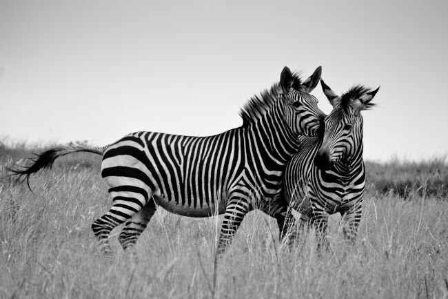 Zebra in the wild image