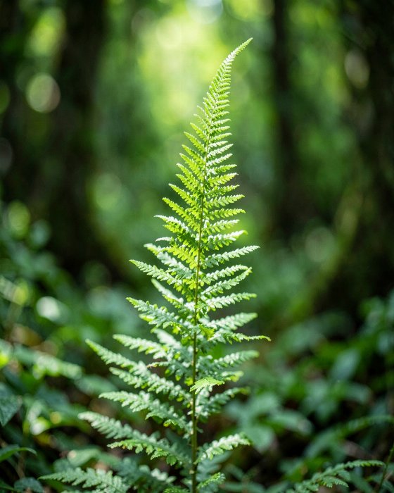 Unfurling II