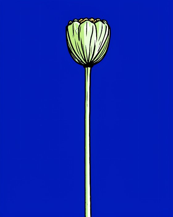 Cobalt Poppy