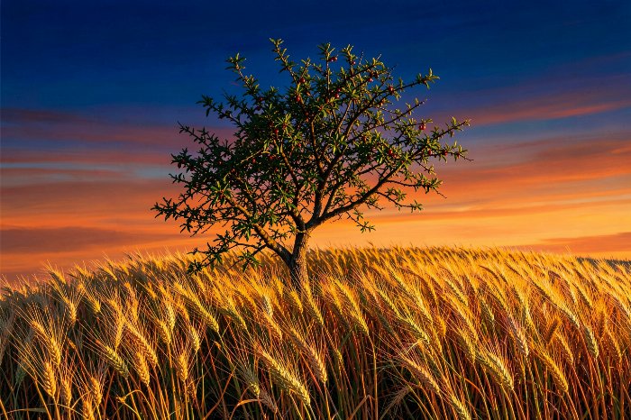 Ridge Wind