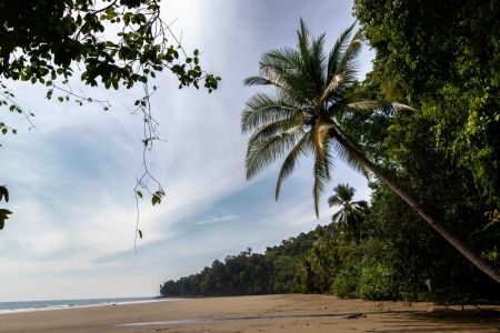 Palm Paradise Vista