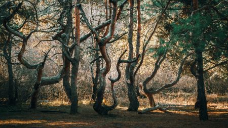 Rooted in Earth
