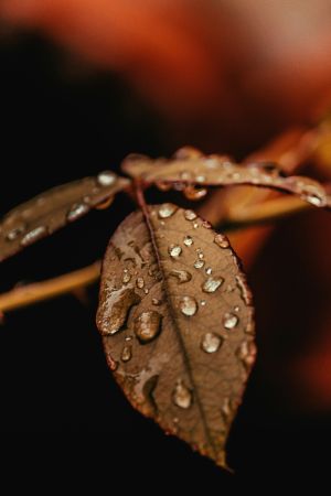 Dewy Leaf Reflection