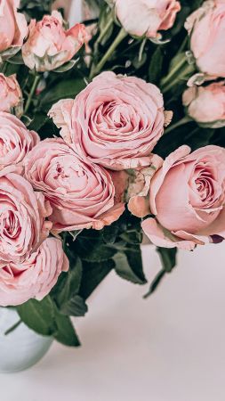 Roseate Motherly Love